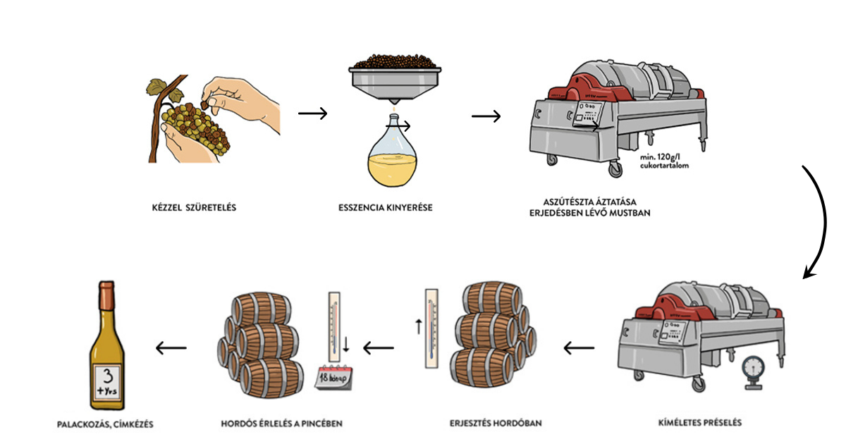 The process of wine-making illustrated