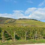 Tokaj wine region