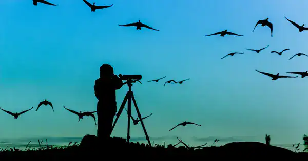 A birdwatcher observing local birdlife in one of Budapest's city parks