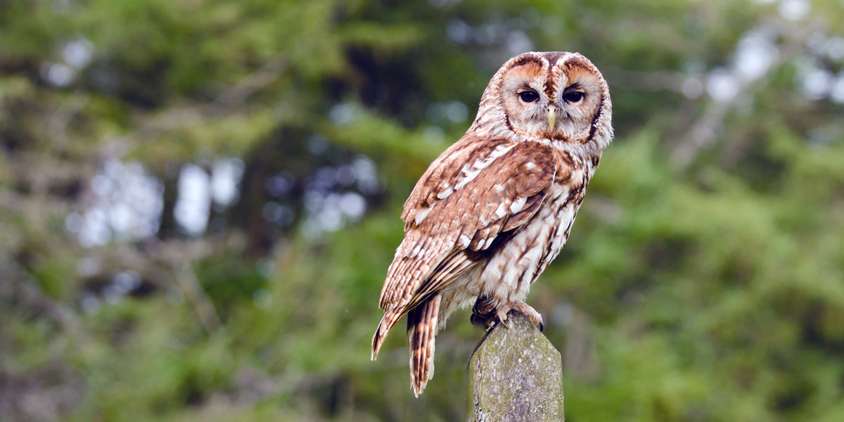 Tawny Owls can regularly be spotted in Normafa. 