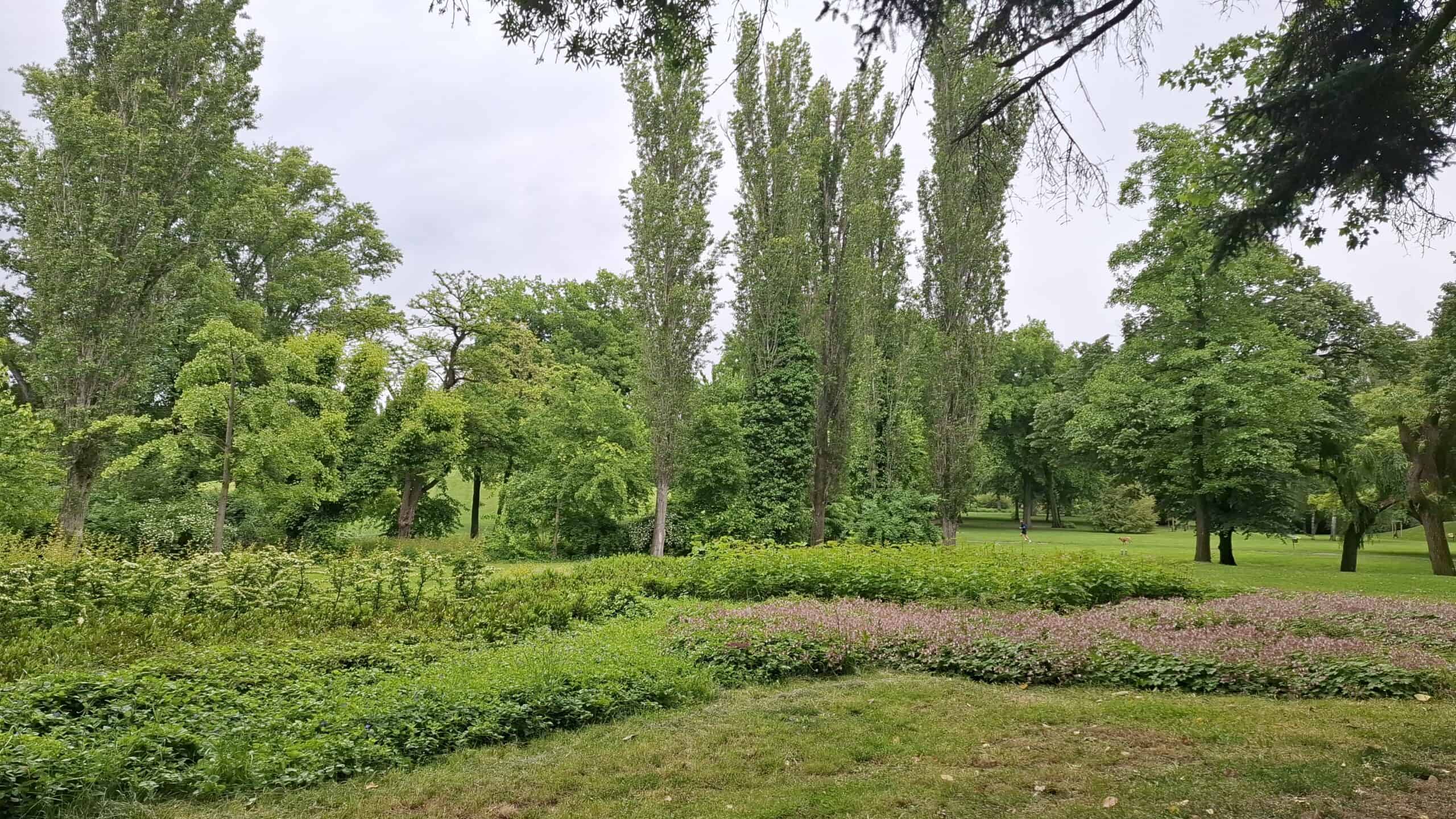 Lush green landscape of City Park in Budapest with tall trees and flowering bushes in the springtime.
