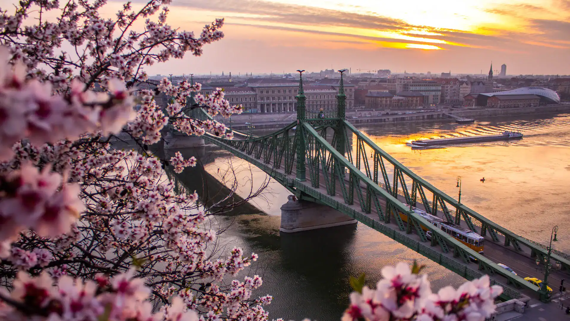 Close-up of vibrant spring flowers in Budapest