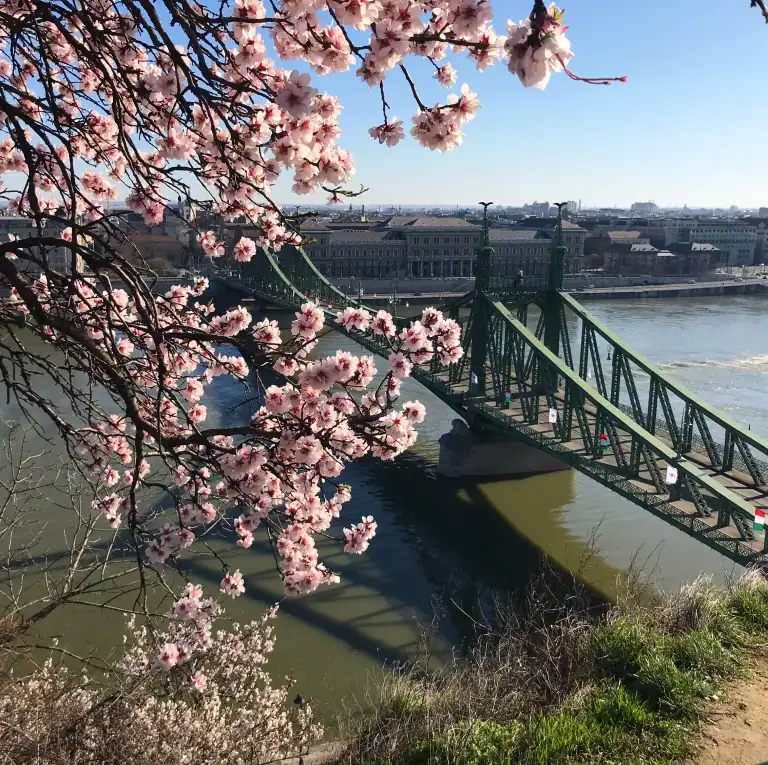 A stone cross on Gellért Hill framed beautifully by blooming pink almond trees in spring