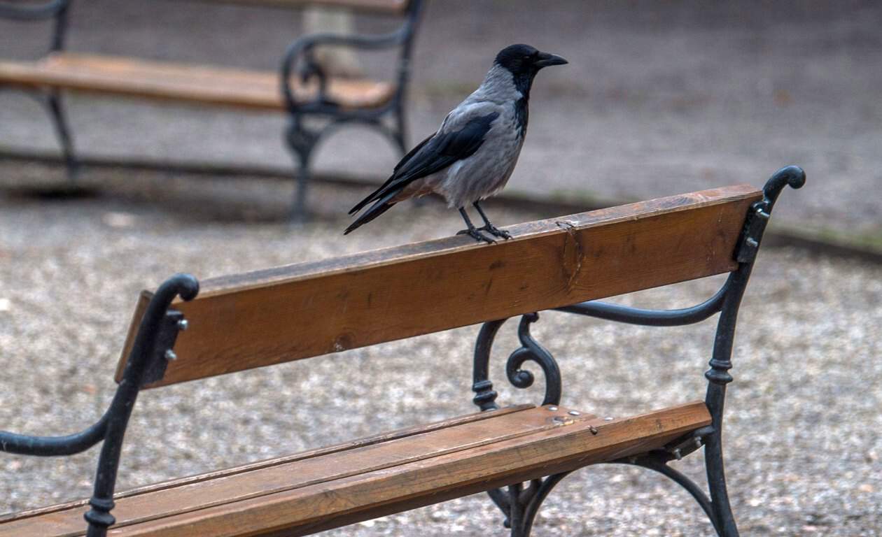 A Hooded Crow perching in a Budapest park, one of the city's most frequent residents
