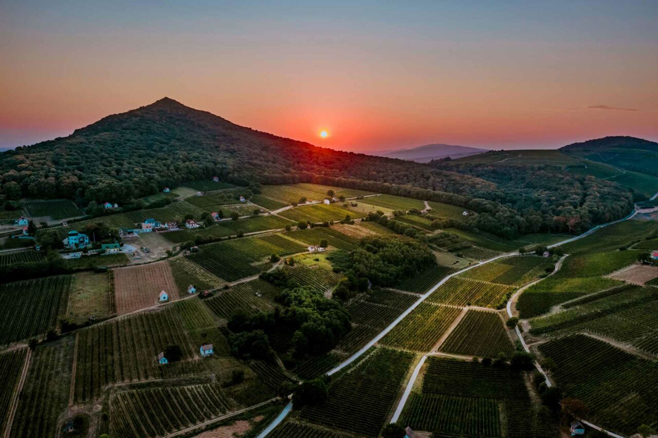 A full wine tasting flight paired with a Hungarian cheese board