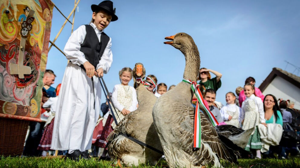 A boy in traditional Hungarian clothing walking a goose for St. Martin's Day