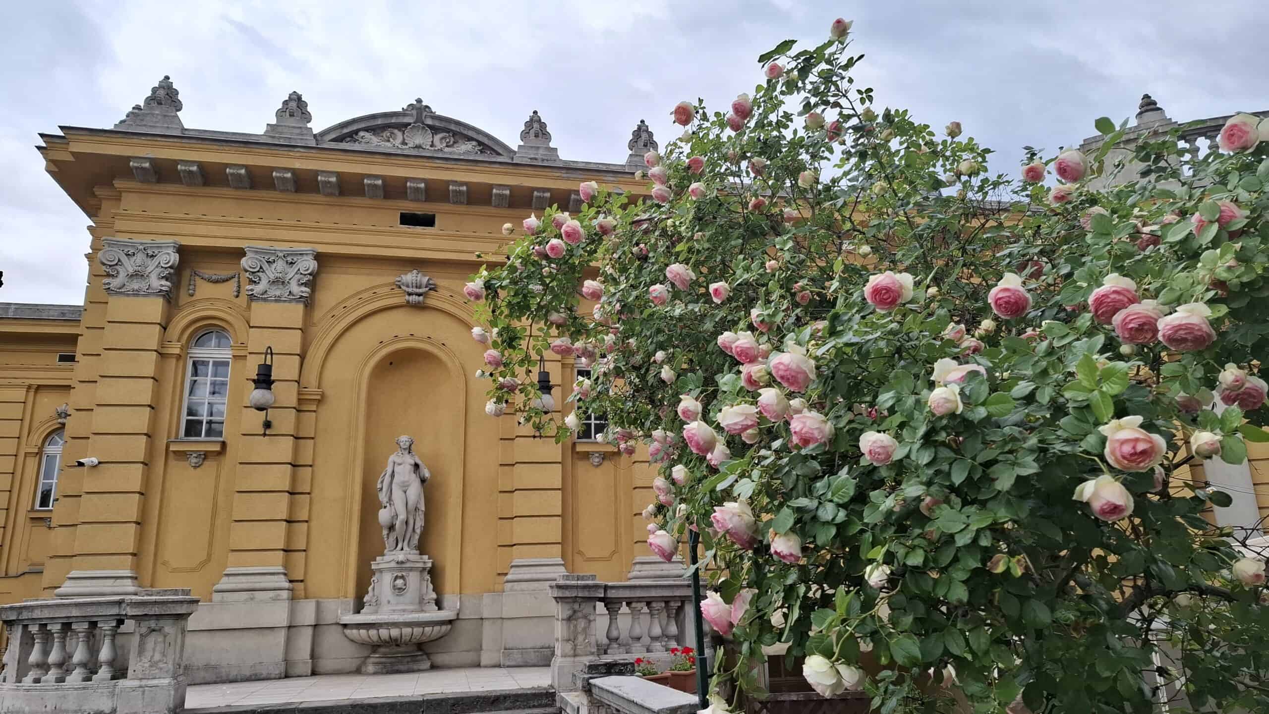 Blooming pink roses in front of the Széchenyi Thermal Baths in spring