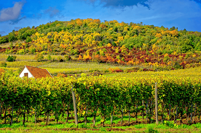 Colorful autumn foliage covering the hills of the Tokaj wine region
