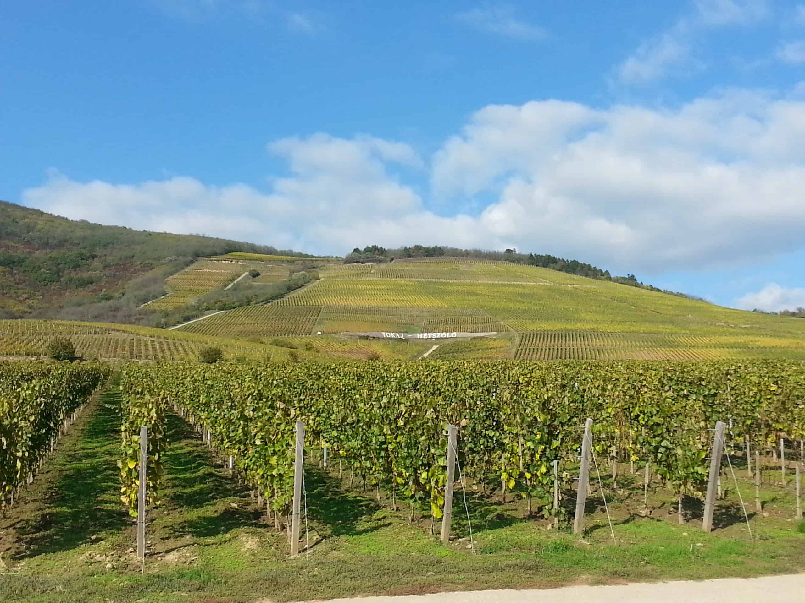 Lush green rolling vineyards beautifully covering the volcanic hillsides of the Tokaj wine region