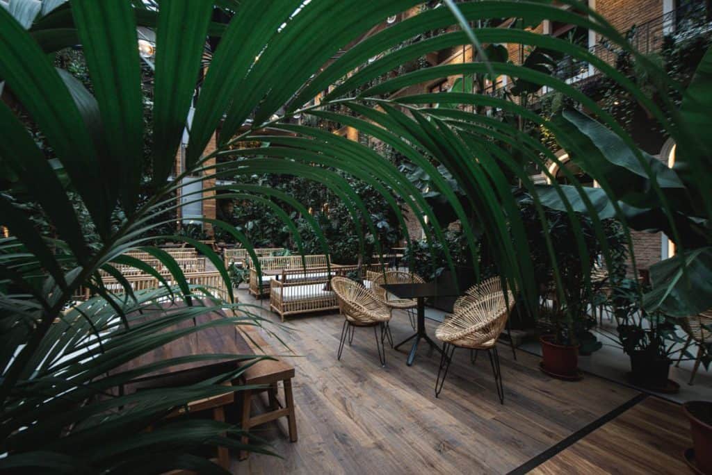 Tropical palm leaves hanging over rattan chairs in an indoor garden