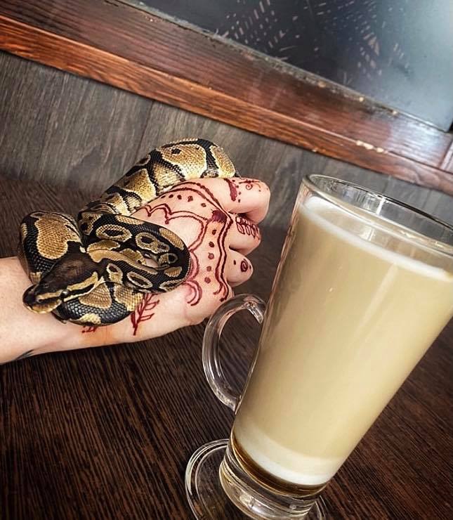 A tasty caramel latte in the company of Gesztenye, the Ball Python